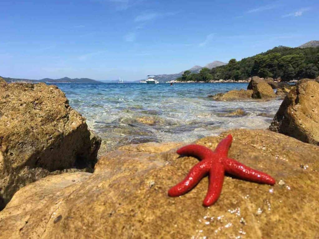 Koločep Island on Elaphiti Island tour