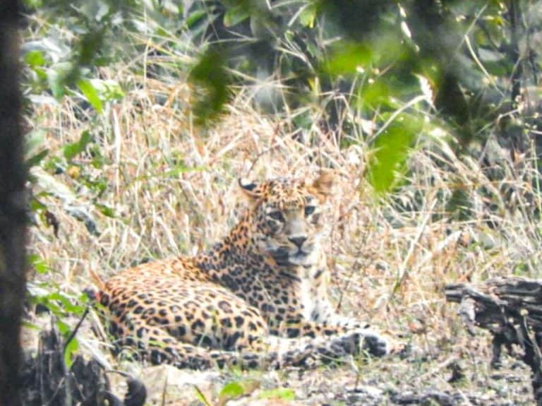Plan a trip to the Pench National Park: A Complete Guide 2026