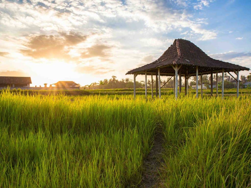 Vibrant green rice terraces in Ubud surrounded by tropical forests and tea plantations and a gazebo in the middle—an iconic and romantic setting for honeymoon destinations in forest and cultural landscapes.