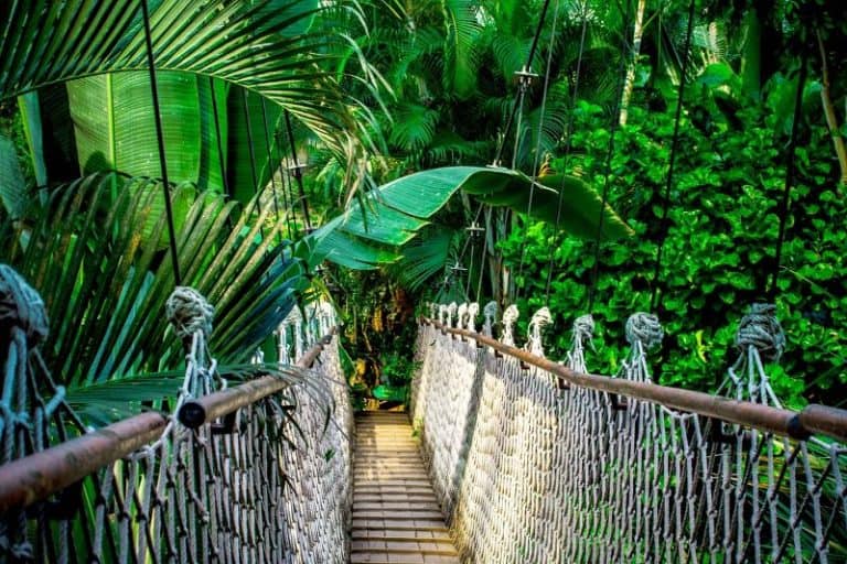 15 Enchanting Honeymoon Destinations in Forest