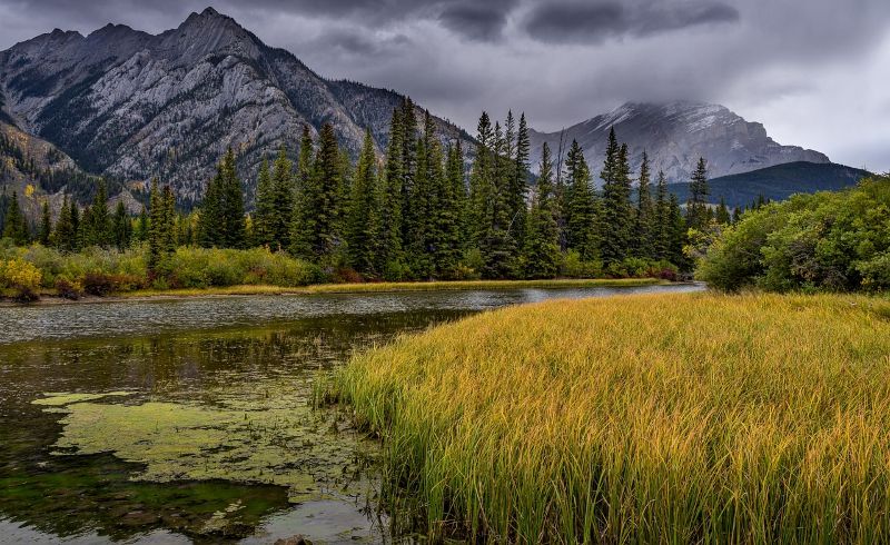 A serene lake surrounded by golden reeds, dense pine trees, and towering mountains under a cloudy sky, creating a tranquil and picturesque setting—perfect for couples exploring honeymoon destinations in forest regions.