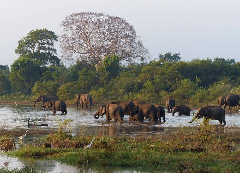  A herd of elephants wading through a calm river surrounded by lush greenery and a lone tree in the distance—a captivating scene for couples looking for unforgettable honeymoon destinations in forest reserves.