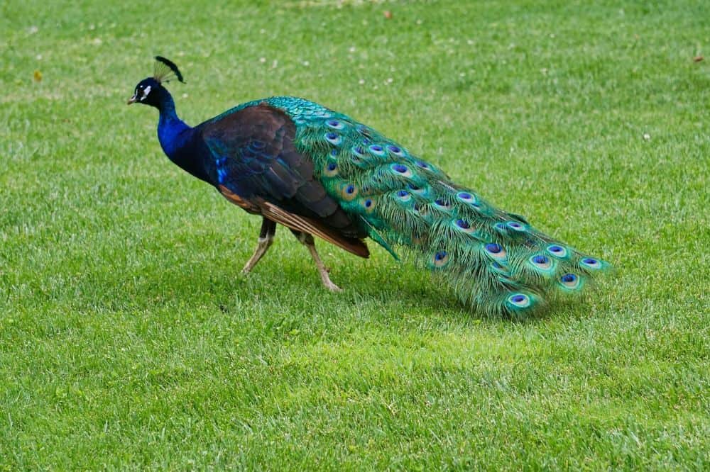 A stunning peacock with iridescent blue and green feathers struts across a lush green lawn, symbolizing the vibrant wildlife of Croatia. A great addition to a Croatia Summer Itinerary for nature lovers
