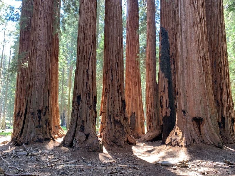 Towering redwood trees stand tall in a peaceful forest grove, creating a breathtaking backdrop for romantic adventures in honeymoon destinations in forest landscapes.