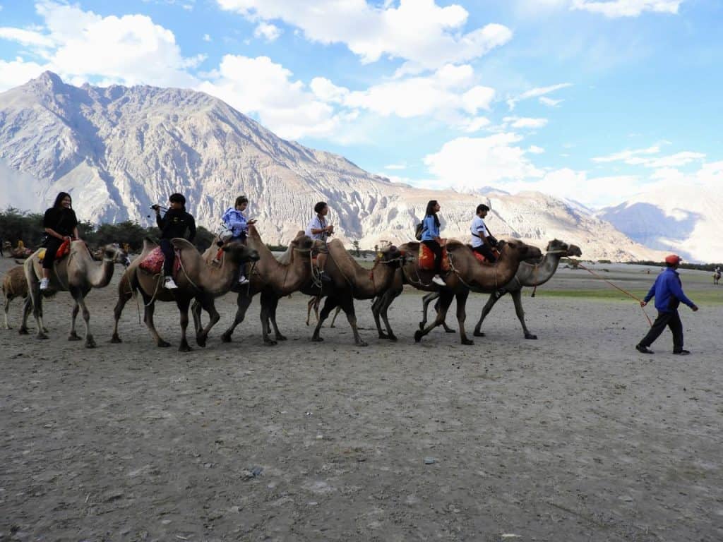 Tourists riding Bactrian camels across the golden sand dunes of Hunder in Nubra Valley, surrounded by dramatic snow-capped mountains—an unforgettable desert-meets-mountains experience on a leh ladakh itinerary.